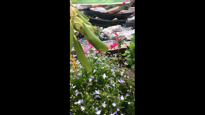 Video by Valentina