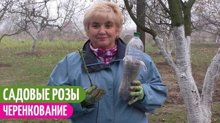 ВПЕРВЫЕ ЧЕРЕНКУЮ РОЗЫ В НОЯБРЕ. Мои цветы. Мой опыт.