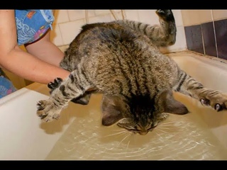 😺 Extreme swimming! 🐈 Funny video with cats and kittens for a good mood! 😸