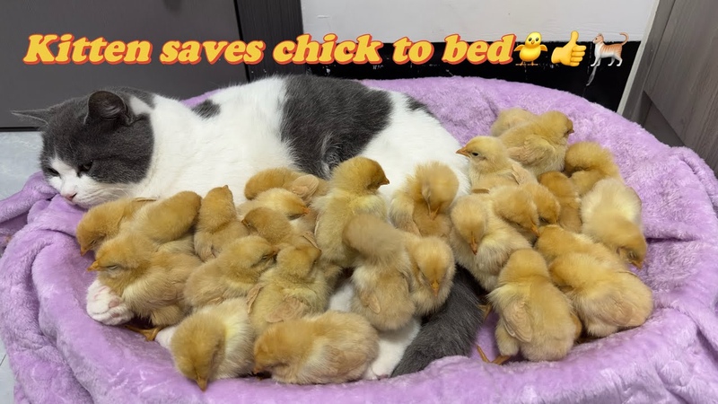 The kitten tried hard to save the chick, and then slept together. cute animal videos Cat