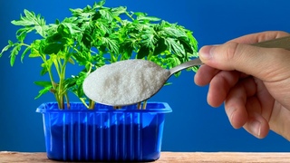 Рассада НИКОГДА не вытянется! Использую это! Урожайная, Коренастая и Низенькая рассада! +15 Рецептов
