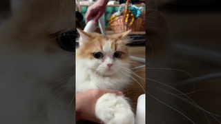 КАК ПЫЛЕСОСИТЬ КОШКУ