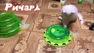 Ричард и Рудик :)