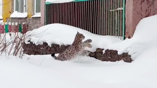 Дикая рысь пробралась на территорию детского сада в Череповце