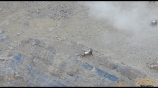 Stealthy Snow Leopard VS Agile Himalayan Ibex