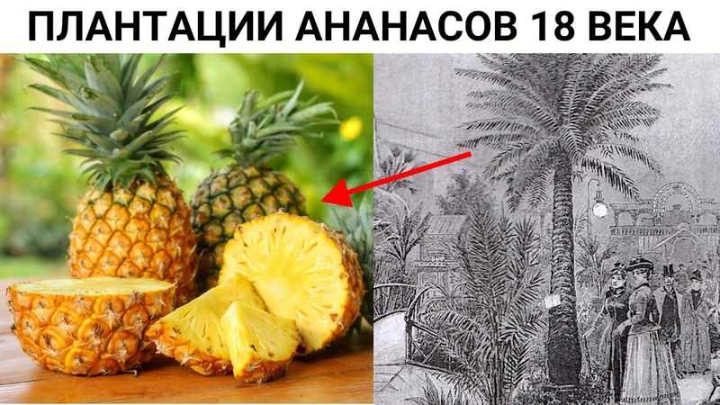 До 19 века зимы не было Выращивание Ананасов в