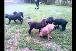 FOR SALE-Serbian defense dog puppies