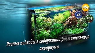 Разные подходы в содержании растительного аквариума