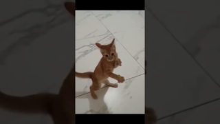 #monkey dog #amazing compilation #funny cats #viral #shortvideo #animals #try not to laugh #➡️😅🤣
