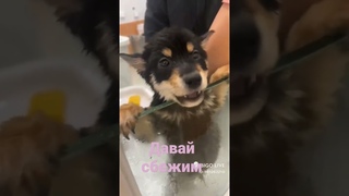 #shortvideo #shorts