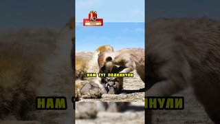 Да это птица мохнатая  #фильмы #фильмынавечер #комедия