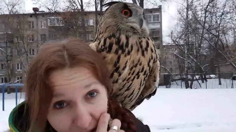 Сова филин Ёль наступила на лицо. Почему птиц нельзя носить