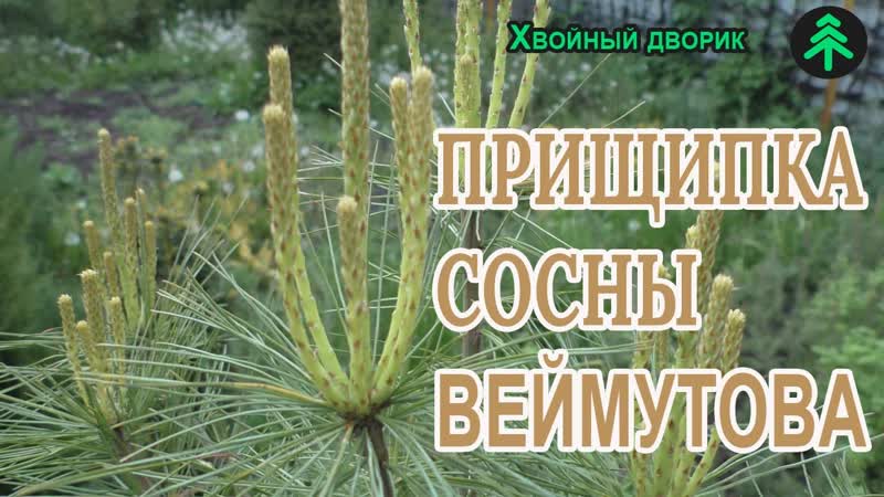 Как прищипать сосну Веймутова для того чтобы она была