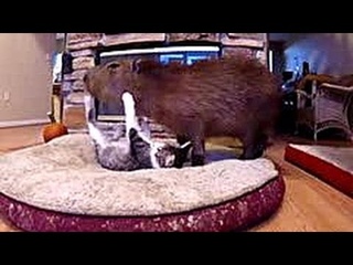 Кот Скутер и капибара Джоджо