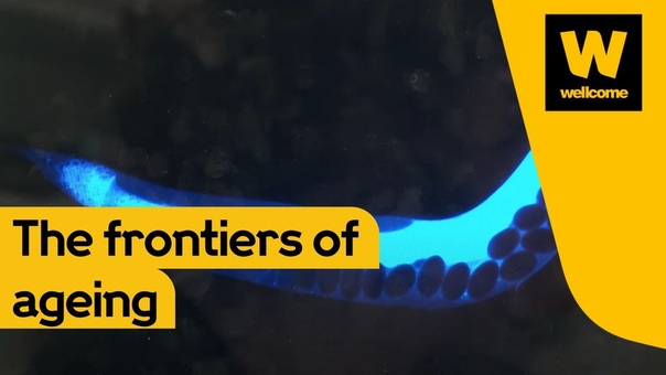 Blue death: The frontiers of ageing research, A film by the Wellcome