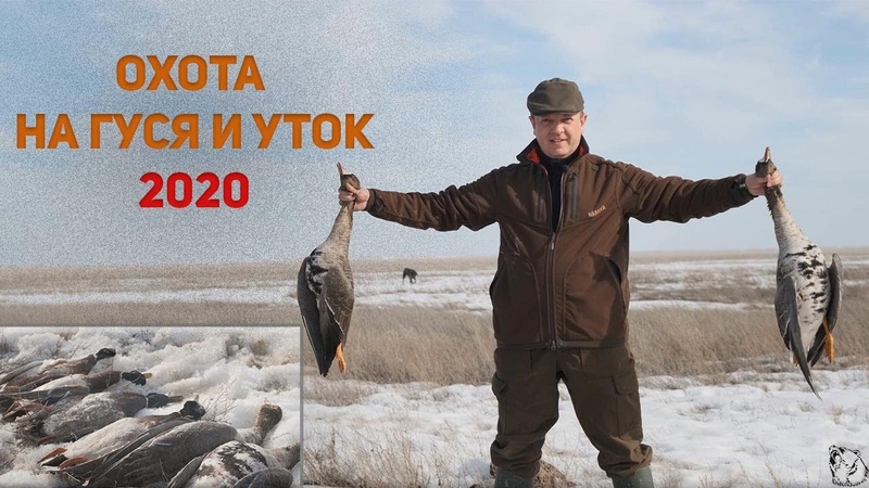 ОХОТА НА ГУСЯ И УТКУ 2020. Goose