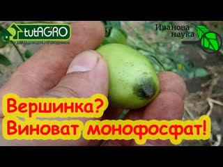 СТОП! НЕ ВНОСИТЕ МОНОФОСФАТ КАЛИЯ, пока не узнаете секрет этого дорого удобрения! Кормите безопасно!