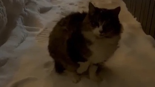 Замерзает котенок, прячется под лестницей подъезда, в подъезд ее не пускают