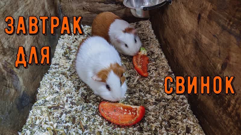 Свинки, Лорик, огород Веселые деньки, ждём