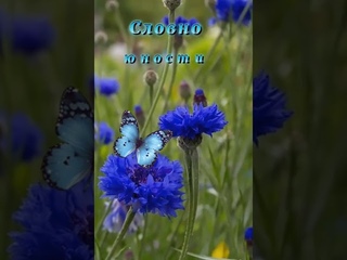 Доброе Утро! Василькового Настроения! 🪻☘️🦋💗