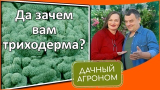 Не слушайте глупостей про триходерму Триходерма Триходермин суперсредства для вашего сада и огорода