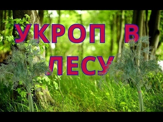 ПОСАДИЛИ В ЛЕСУ УКРОП. ЭКСПЕРЕМЕНТ.