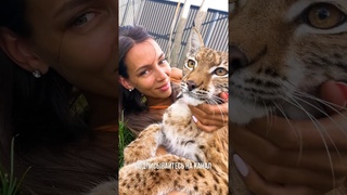 Кошачий релакс на траве: мама, Аня, Бритва и Арья в поисках летнего уюта