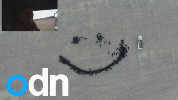 US farmer creates huge smiley face from cows using feed and drone