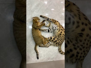 Очень несерьёзные разборки сервала и чаузи 😹