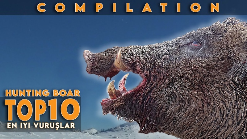 TOP 10 AMAZING KILL SHOTS COMPILATION WILD BOAR HUNTS DOMUZ AVI EN İ Yİ VURUŞ LAR AV dogo