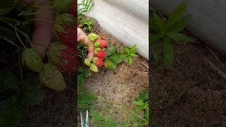 #рекомендации #дача #огород #юмор #strawberry