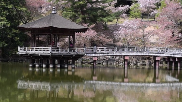 Retin NARA. Ukimido in Nara