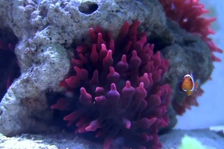 Клоун оцеллярис (Amphiprion ocellaris)