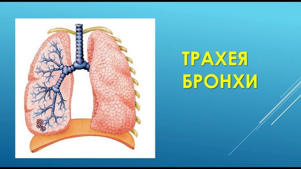 ФУНКЦИОНАЛЬНАЯ АНАТОМИЯ ТРАХЕИ (ВНИМАНИЕ шейный отдел идет