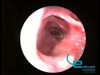 Риноскопия и синускопия при аспергиллёзе у собаки. Лечение бифоназолом / Veterinary endoscopy: rhinoscopy and sinuscopy aspergillosis. Debridement and bifonazol treatment.