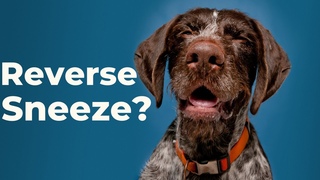 Как звучит обратное чихание у собак / What Reverse Sneeze in Dogs Sounds Like