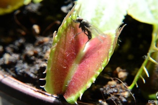 Хищное растение Венерина мухоловка ест муху Charlie Flytrap Dionaea muscipula -