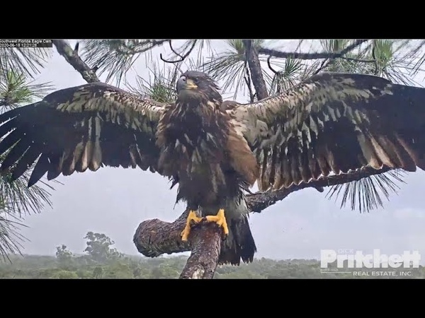 SWFL Eagles E15 E16 Winging In The