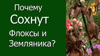 Почему сохнут флоксы и земляника?