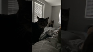 When the Food Bowl Is Empty || ViralHog