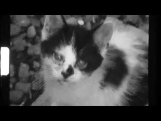 Dirty kitten / Super8 Kodak Tri-x