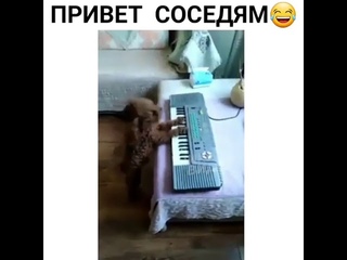 Собачка играет на пианино