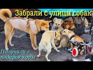 🔴Знакомимся с новичками/ показываем старичков /Собаки трапезничают новым кормом/ help homeless dogs