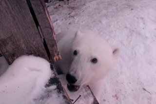 Это Россия детка! Кормление белого медведя печеньками.This Russia baby! Feeding the polar bear.