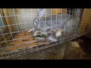 ХОРОШАЯ КРОЛЬЧИХА КОРМИТ КРОЛЬЧАТ
