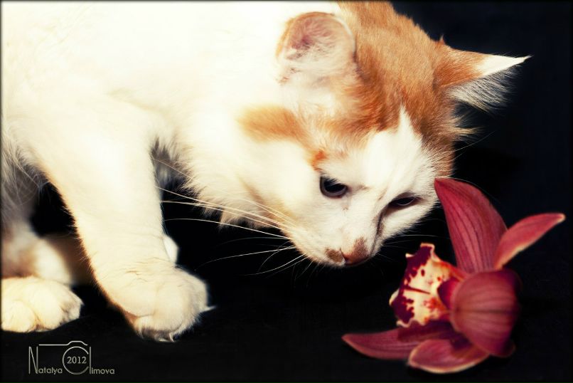 Наталья Чернилевская | Нижний Новгород