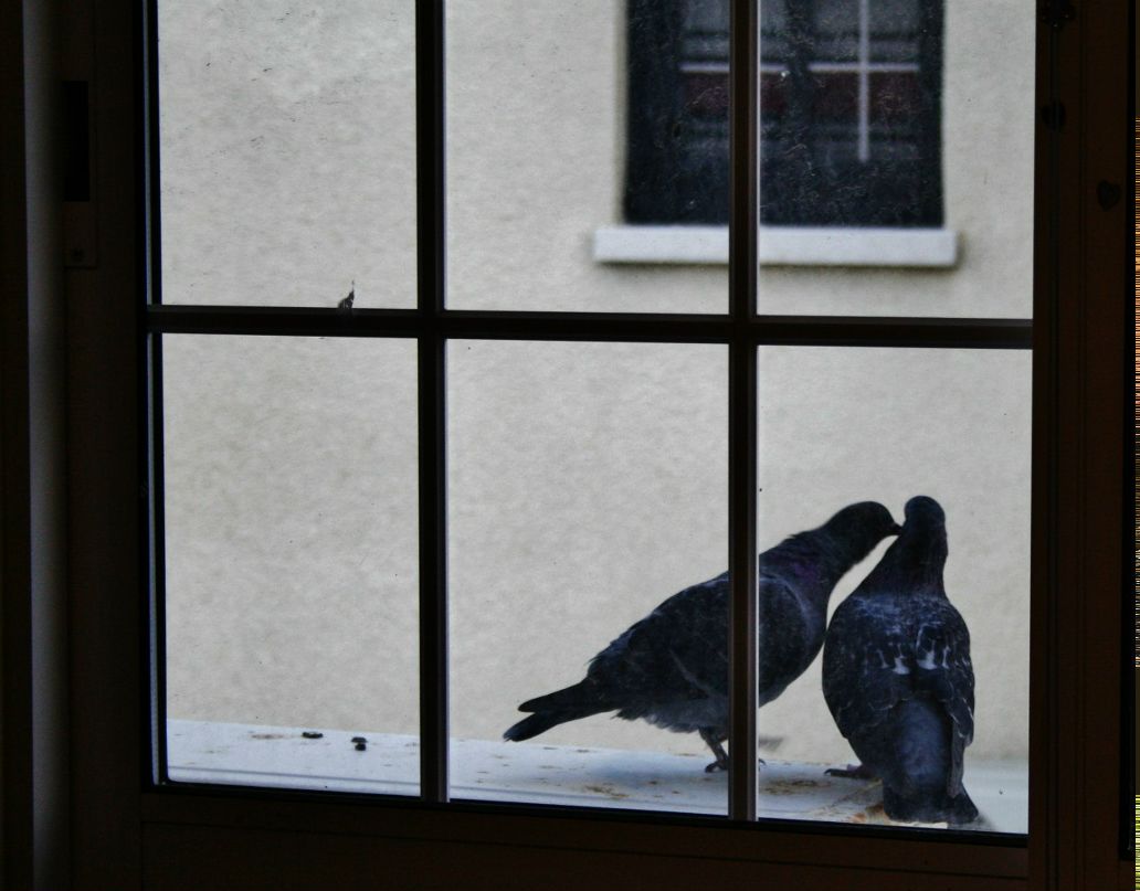 Melina Tringis | Larnaca