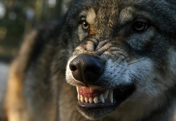 Паша Назарчук | Санкт-Петербург