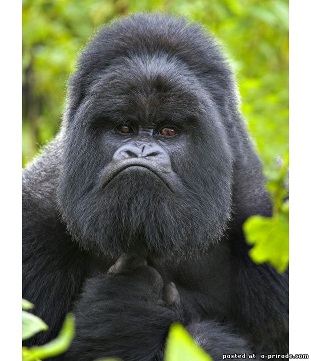 Вадим Рунец !Нибируанец! | Рига