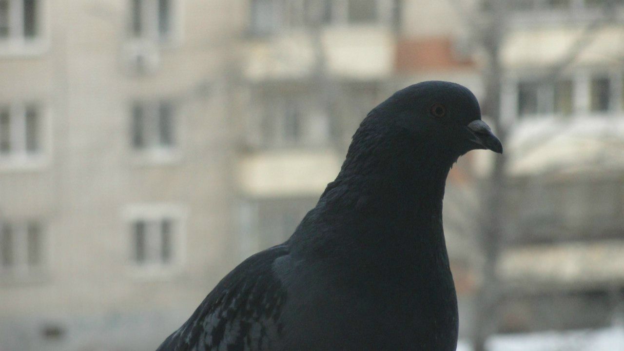 Димитрий Еренков LEГBA | Санкт-Петербург